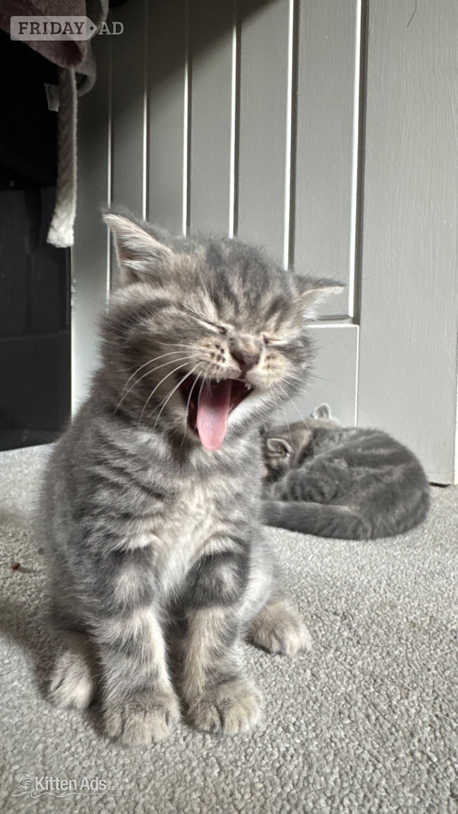 Brandon Beautiful BSH X Russian blue kittens for sale