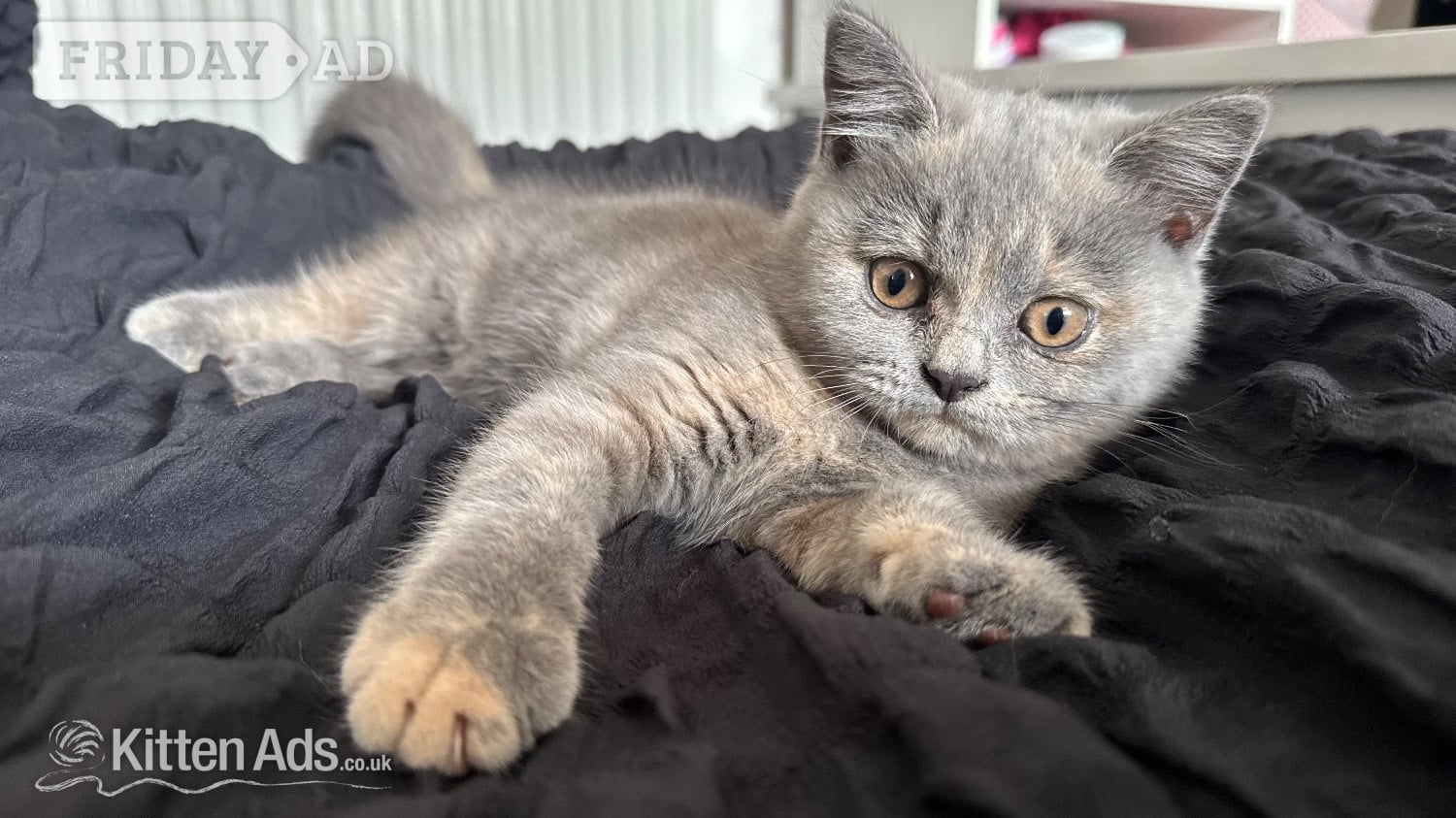Brandon Beautiful BSH X Russian blue kittens for sale💞 REDUCED‼️