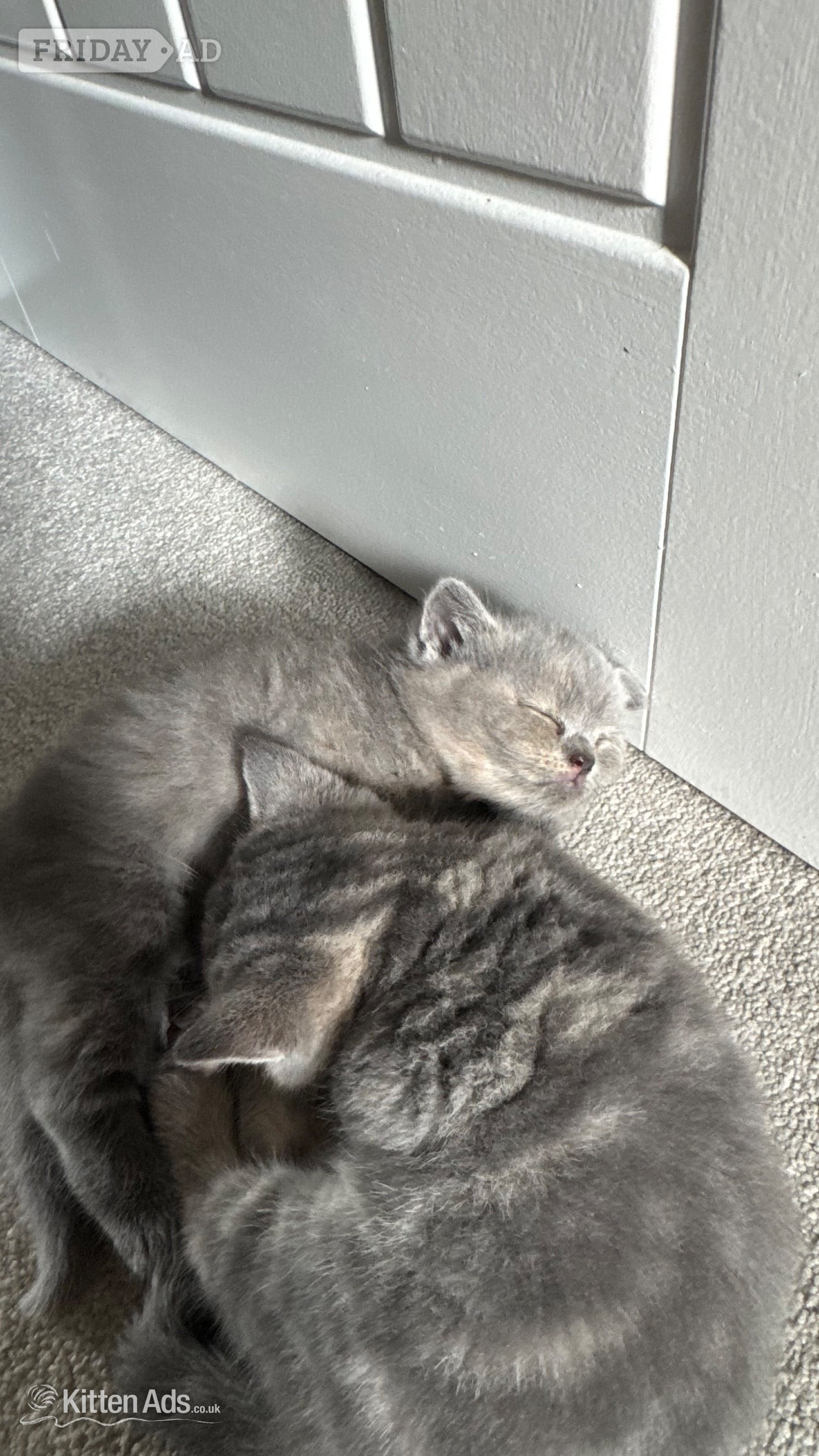 Beautiful BSH X Russian blue kittens for sale -  in Brandon