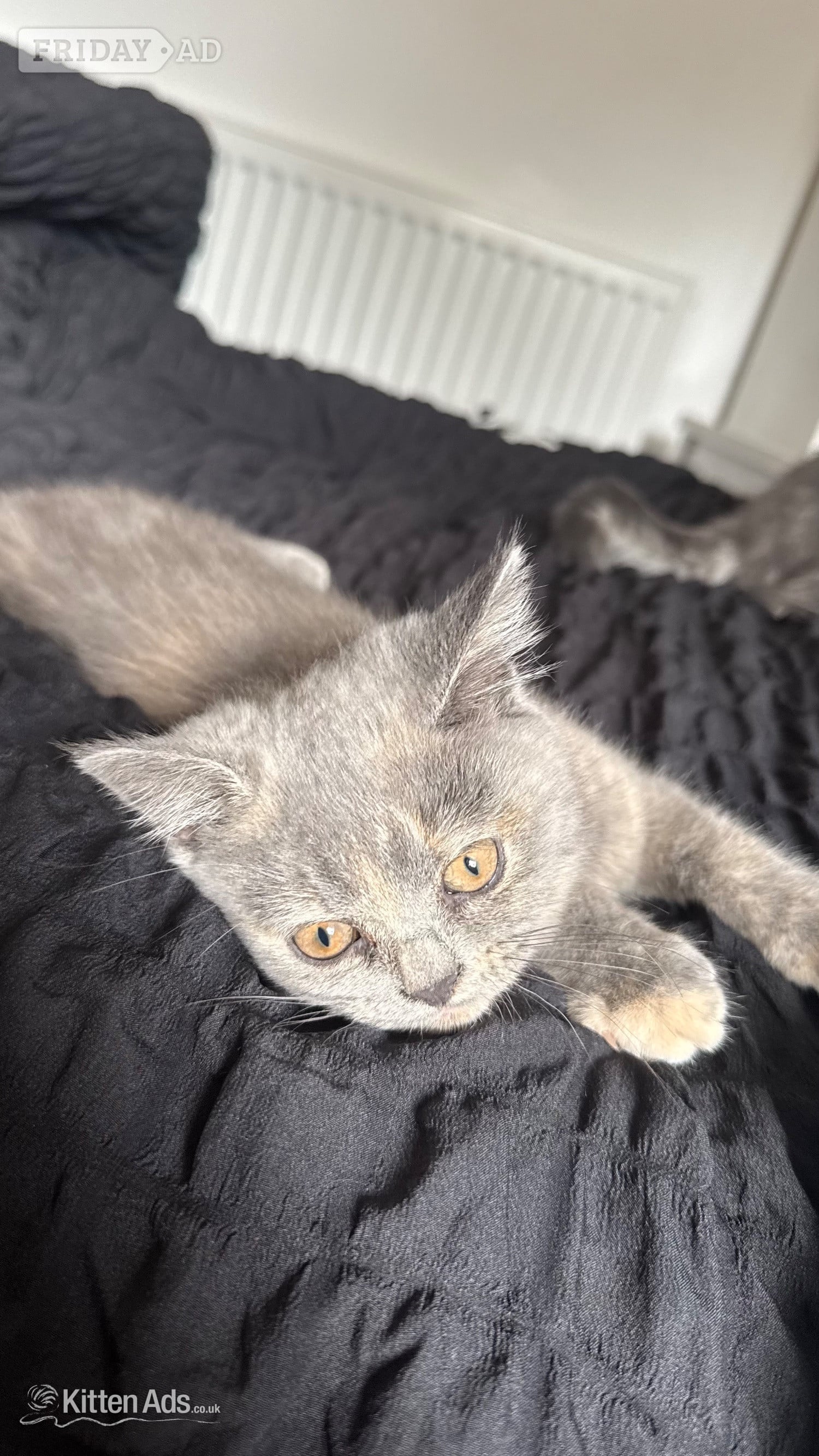 Beautiful BSH X Russian blue kittens for sale💞 REDUCED‼️ -  in Brandon