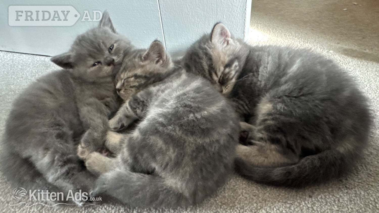 Beautiful BSH X Russian blue kittens for sale - 