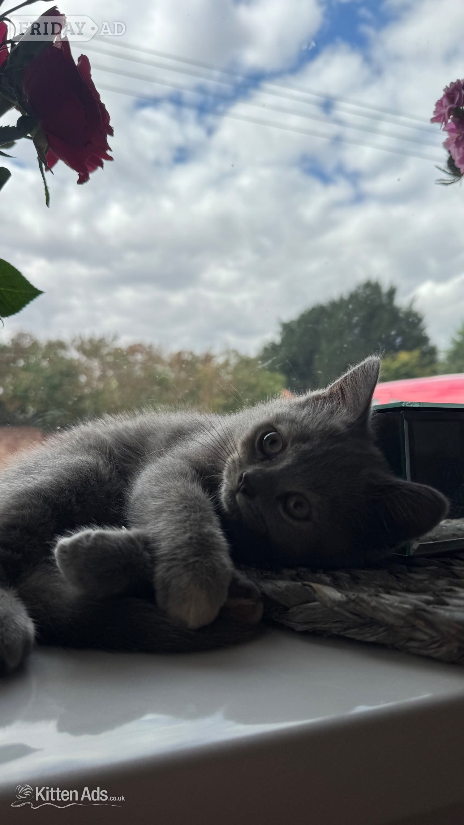 Beautiful BSH X Russian blue kittens for sale💞 REDUCED‼️ - 