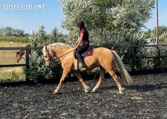 "Trigger" Palomino Gelding All Rounder