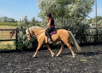 "Trigger" Palomino Gelding All Rounder