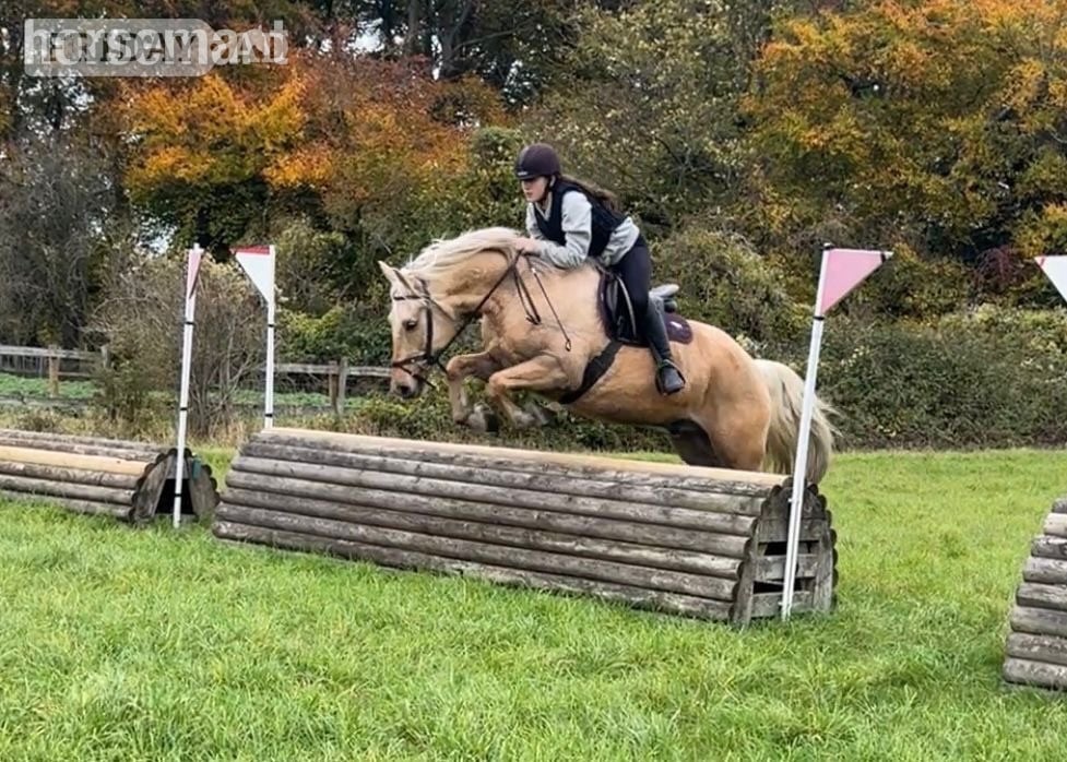 "Trigger" Palomino Gelding All Rounder