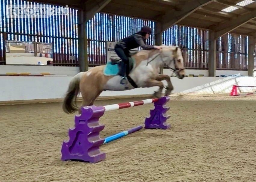 Slough "Trigger" Palomino Gelding All Rounder