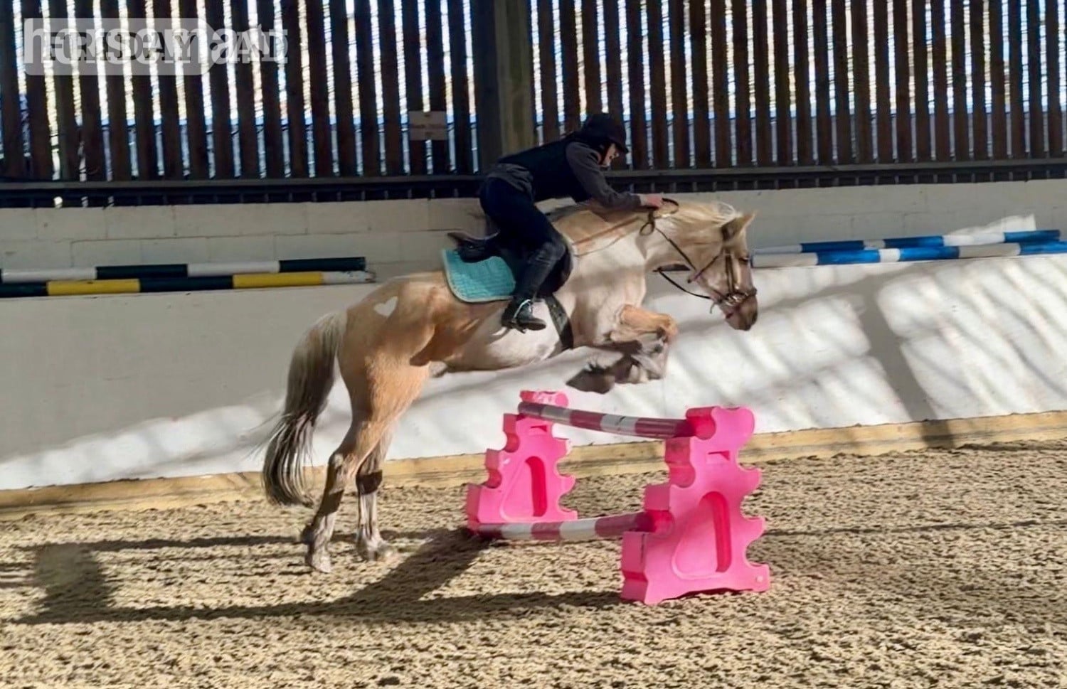 "Trigger" Palomino Gelding All Rounder - Horses in Slough
