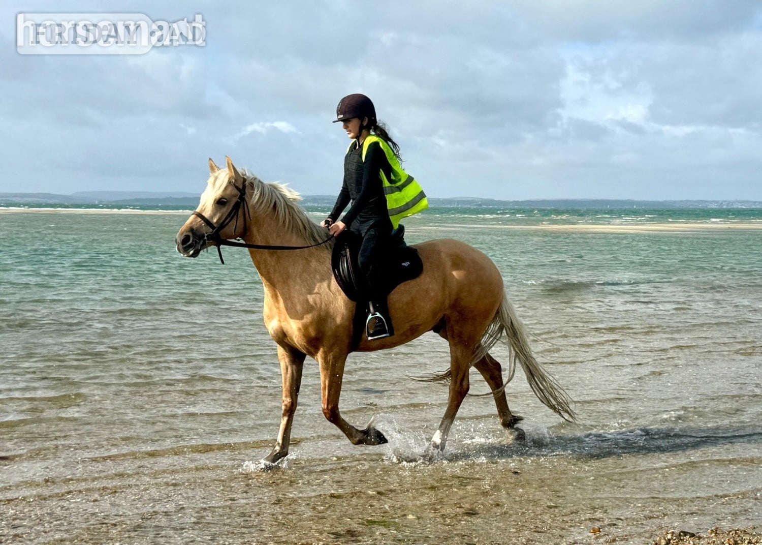 "Trigger" Palomino Gelding All Rounder - Horses
