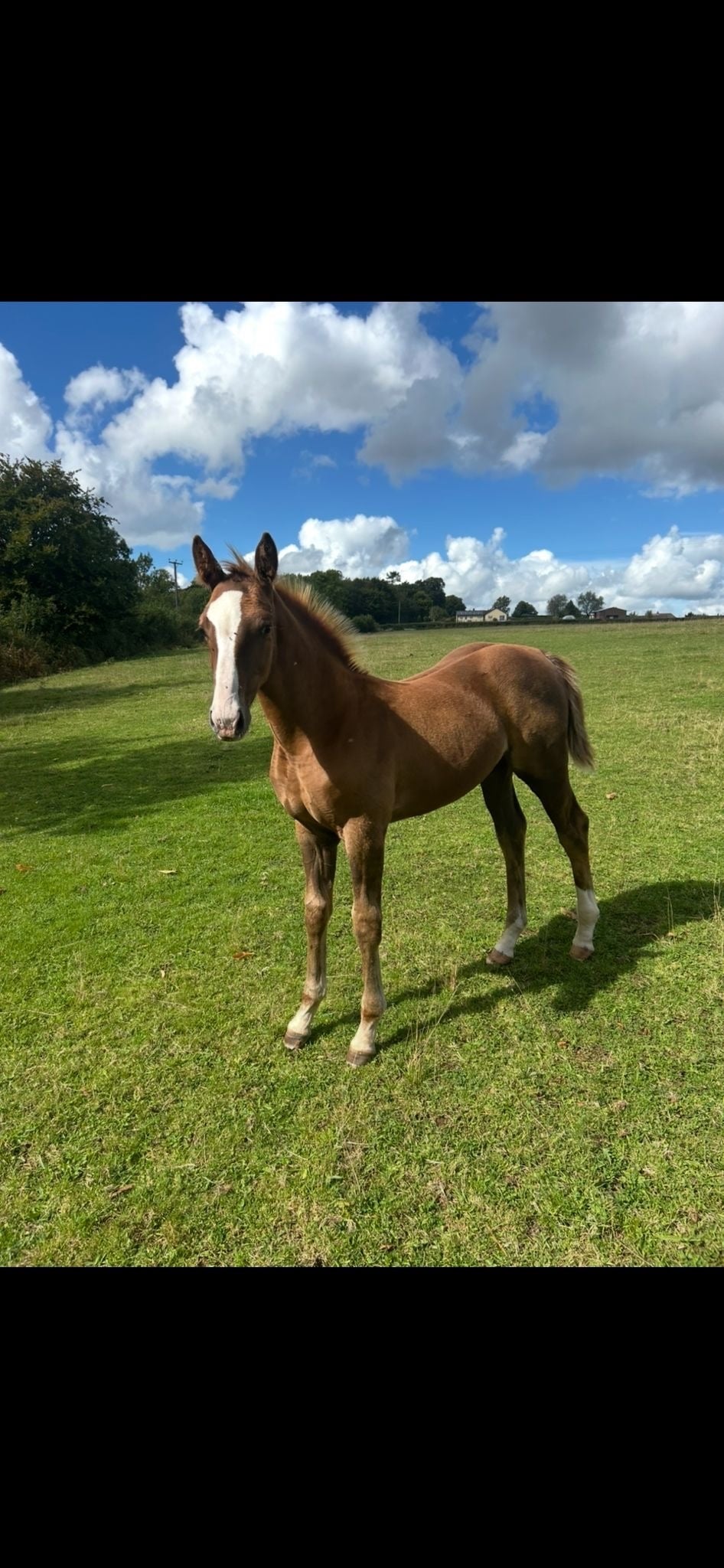"Jamill"  Colt Youngstock / Foal