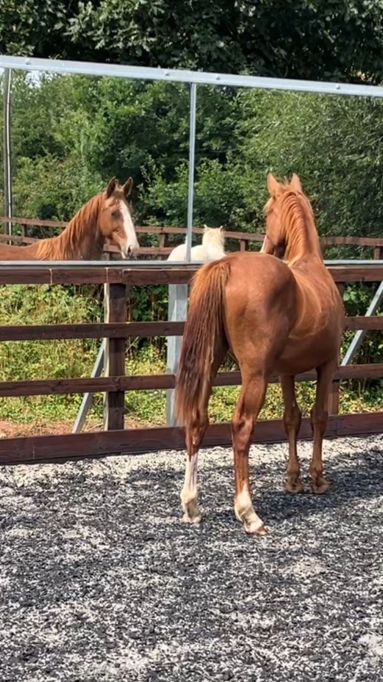 Crediton "Jamill"  Colt Youngstock / Foal