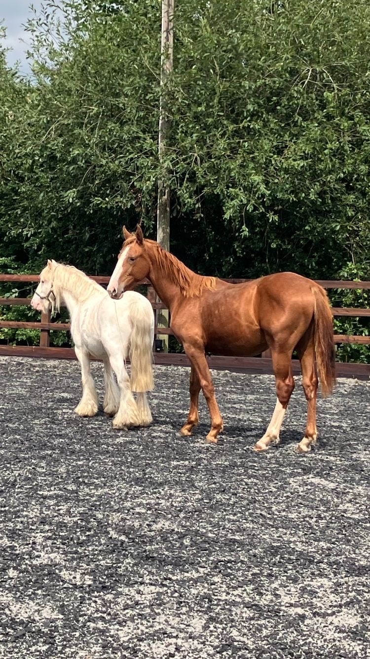 "Jamill"  Colt Youngstock / Foal - Horses in Crediton