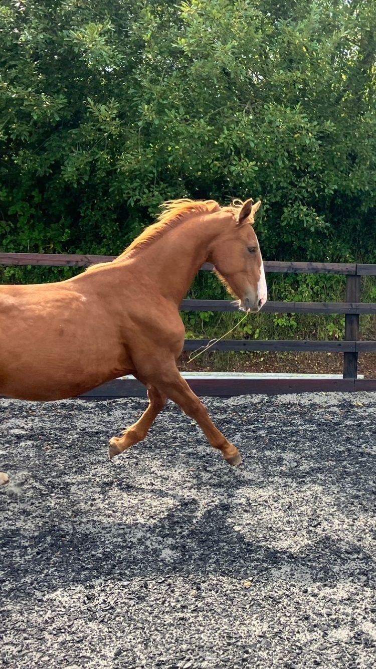"Jamill"  Colt Youngstock / Foal - Horses