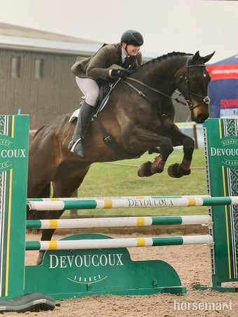 "Arthur Brown" Bay Gelding Riding Club Horse