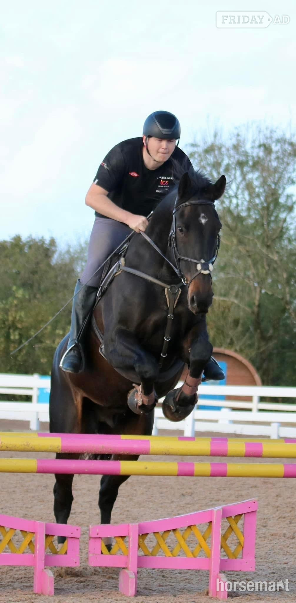 "Arthur Brown" Bay Gelding Riding Club Horse