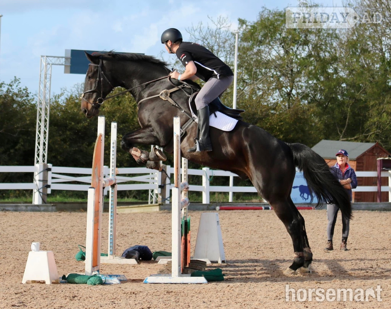 Yeovilton "Arthur Brown" Bay Gelding Riding Club Horse