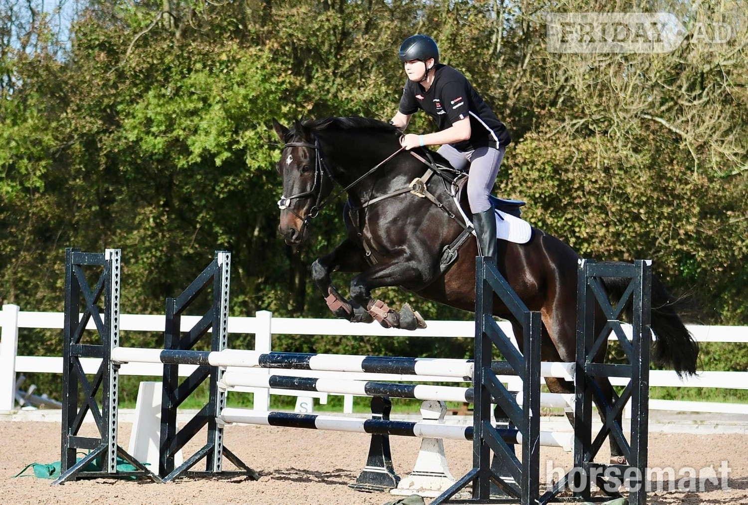 "Arthur Brown" Bay Gelding Riding Club Horse - Horses in Yeovilton