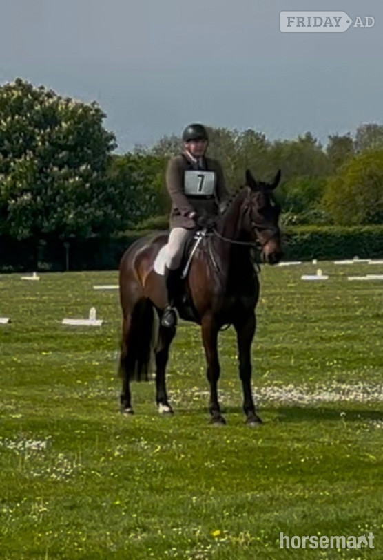 "Arthur Brown" Bay Gelding Riding Club Horse - Horses