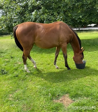 "Unnamed " Bay Filly Youngstock / Foal