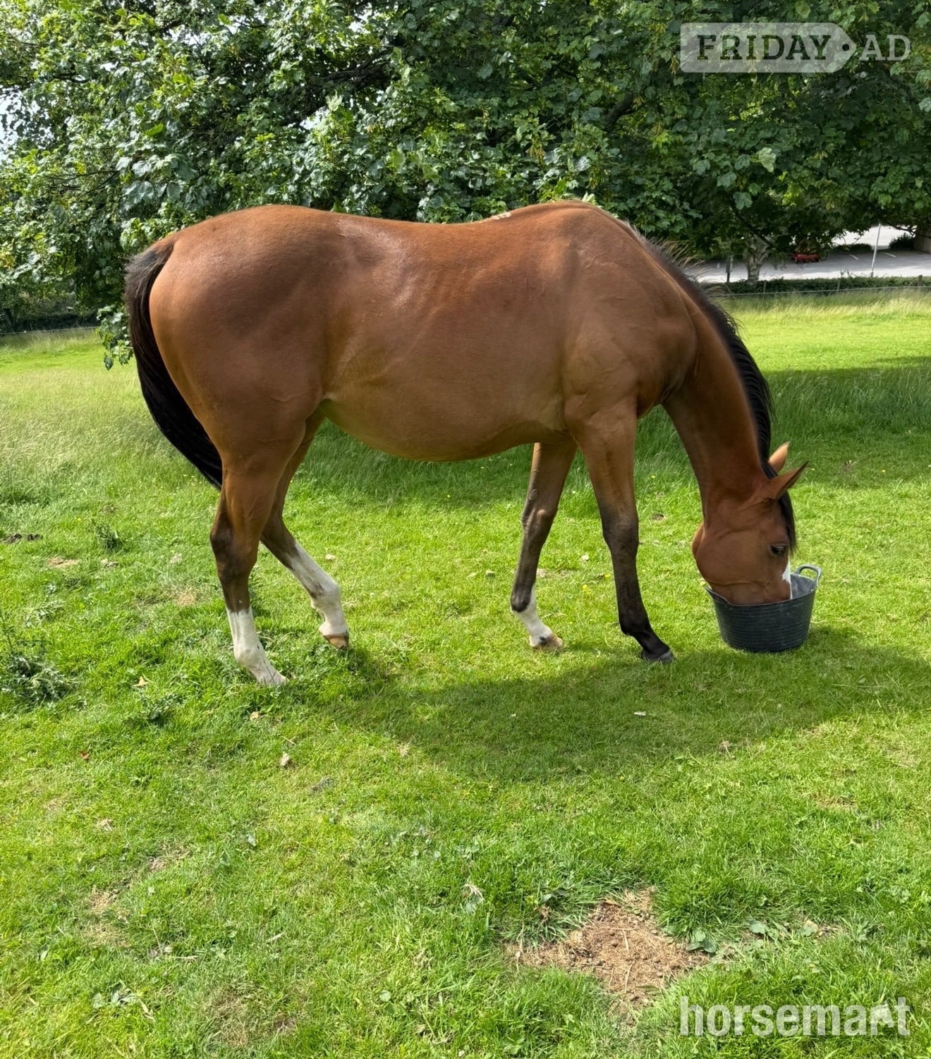 "Unnamed " Bay Filly Youngstock / Foal in Stafford