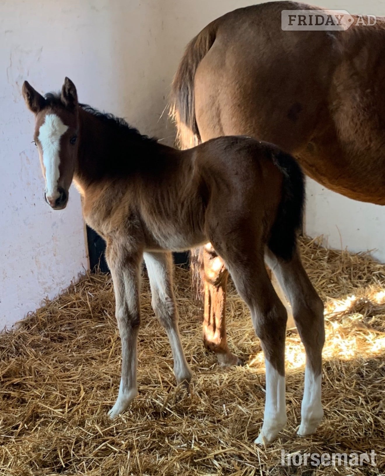 "Unnamed " Bay Filly Youngstock / Foal