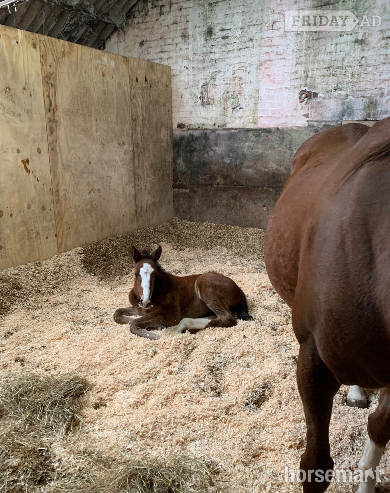Stafford "Unnamed " Bay Filly Youngstock / Foal