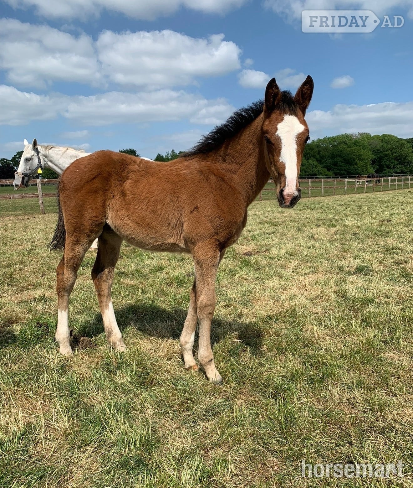 "Unnamed " Bay Filly Youngstock / Foal - Horses in Stafford
