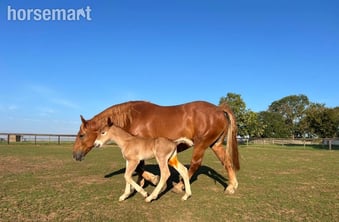 "Colony" Chestnut Mare Cob/Heavy Horse