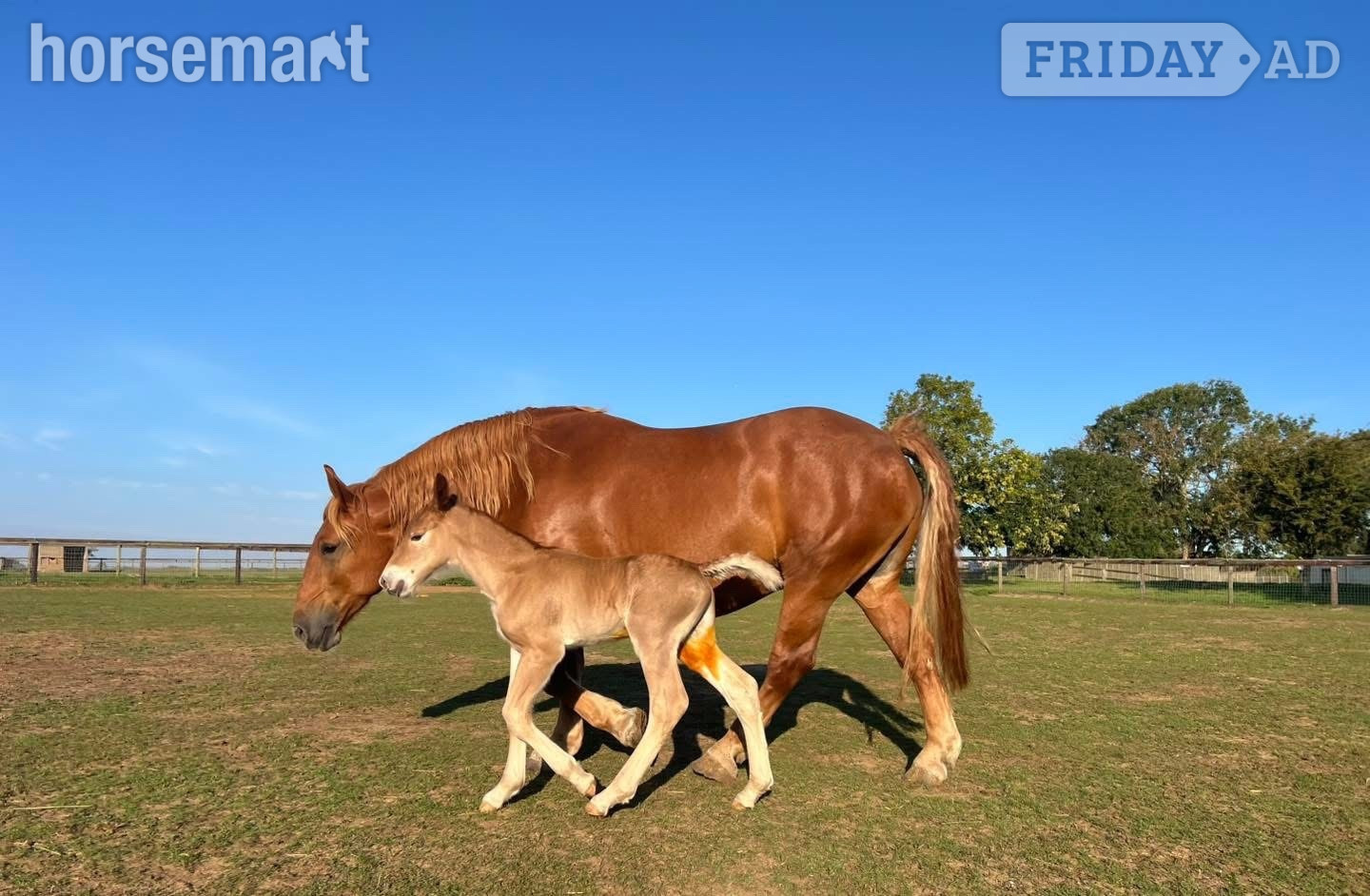 "Colony" Chestnut Mare Cob/Heavy Horse in Woodbridge