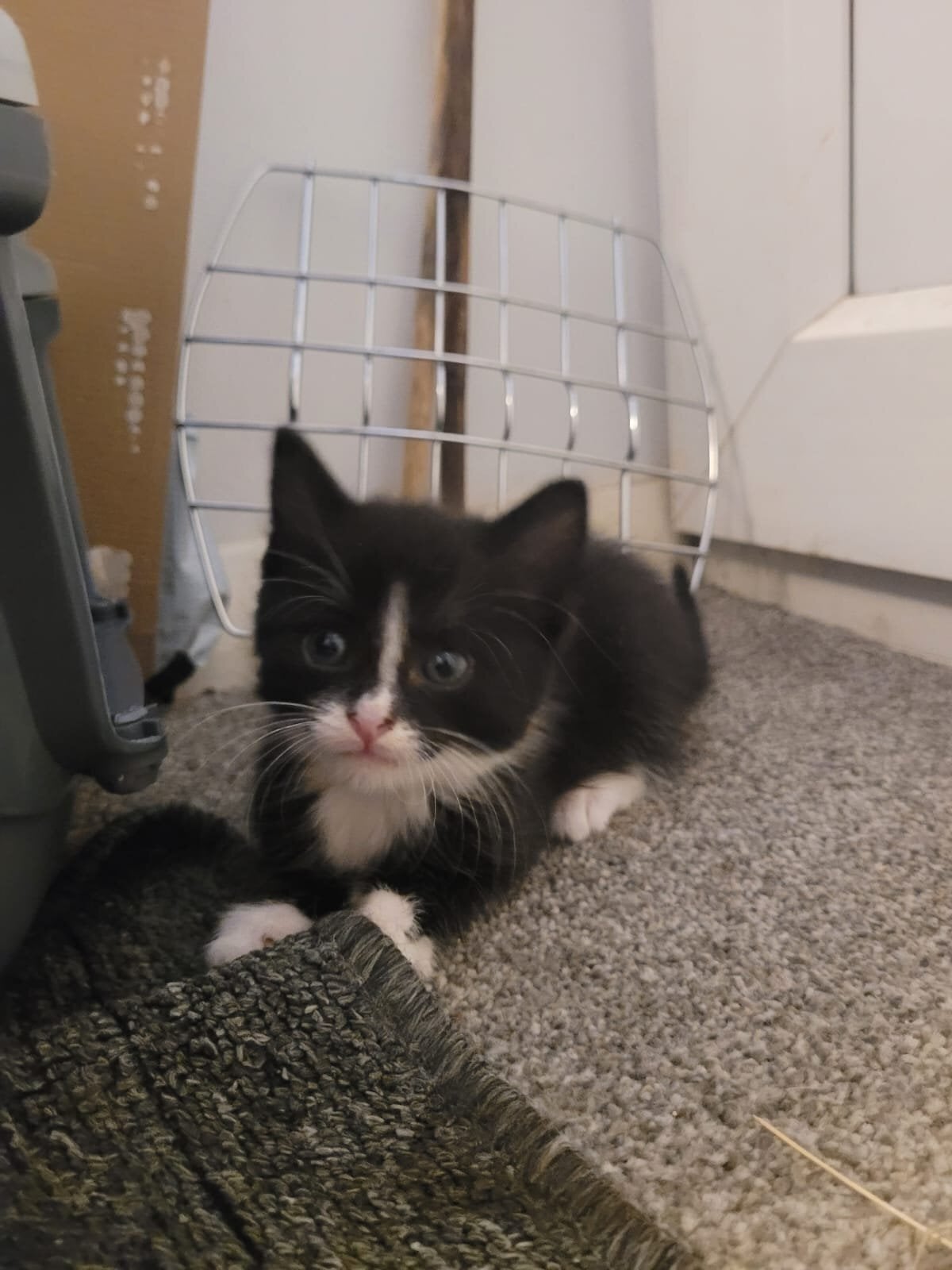 Lovely playful kittens for sale - Cats & Kittens in Crawley
