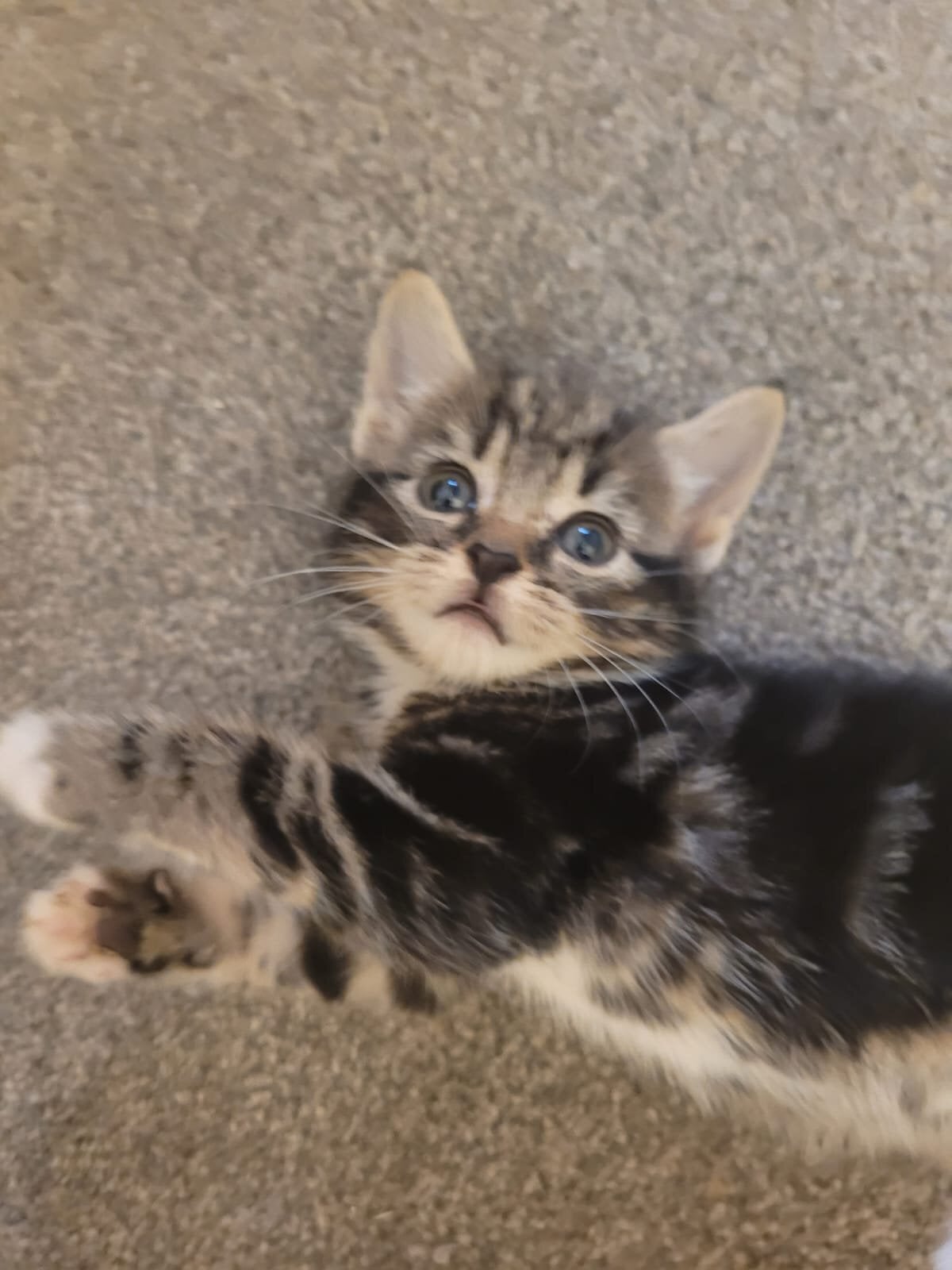 Lovely playful kittens for sale - Cats & Kittens