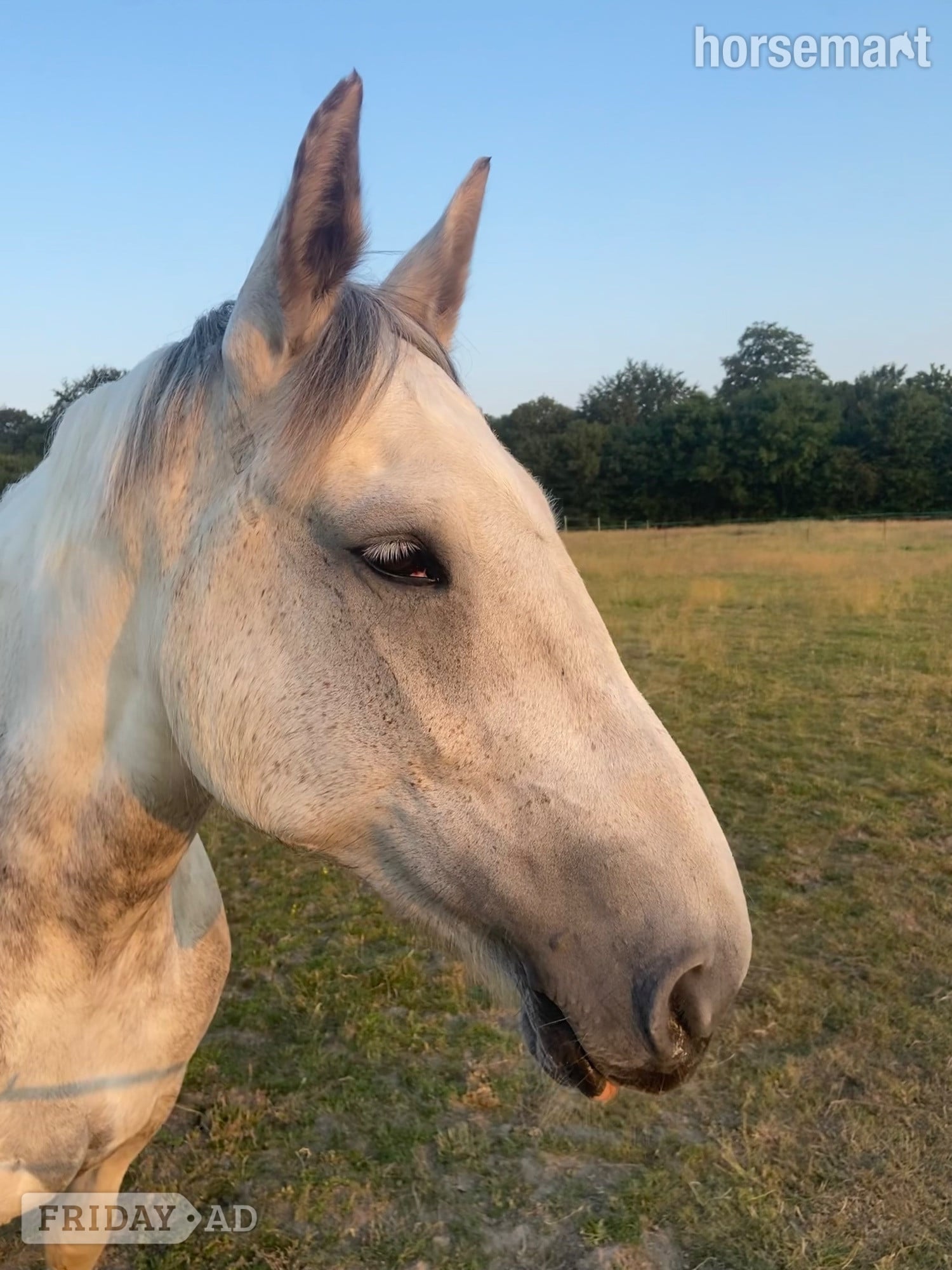 "Silver" Grey Mare Hunter in Midhurst