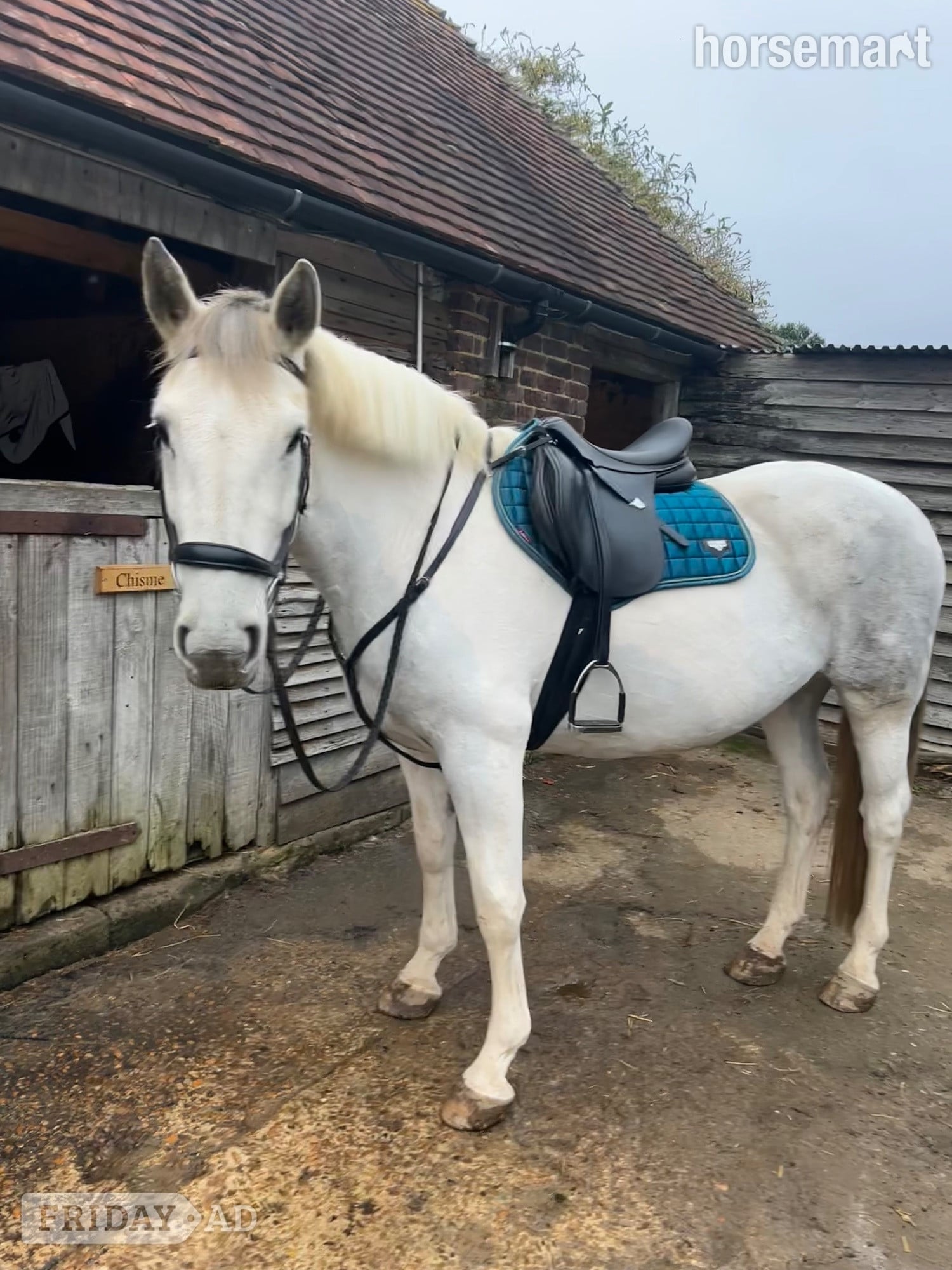 "Silver" Grey Mare Hunter