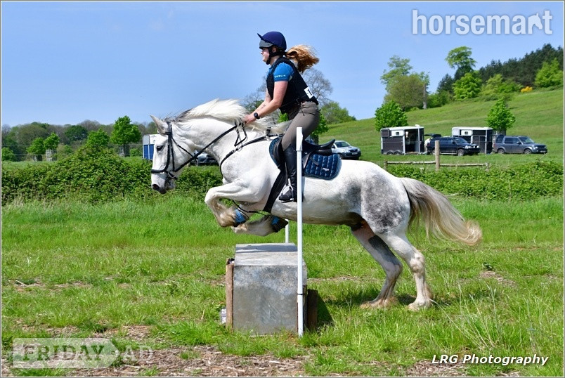 Midhurst "Silver" Grey Mare Hunter