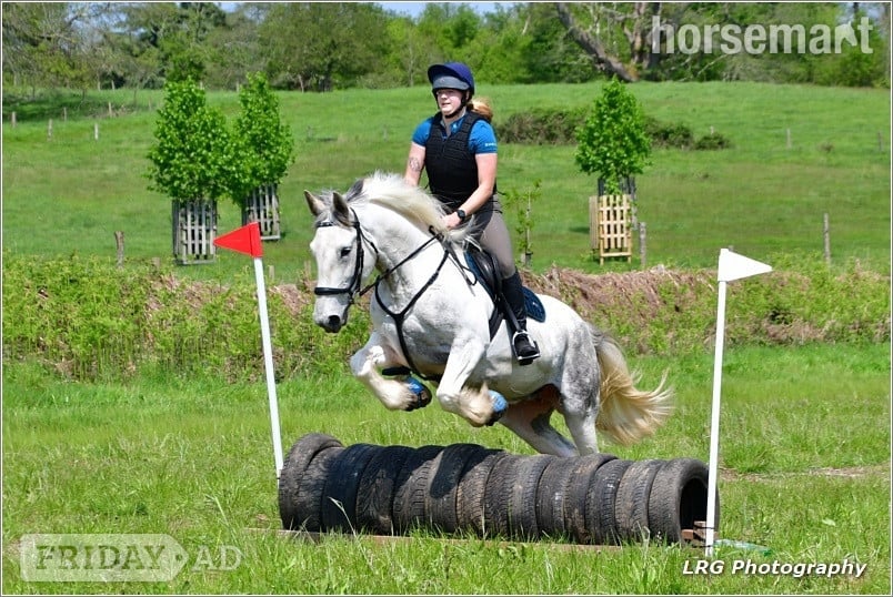 "Silver" Grey Mare Hunter - Horses in Midhurst
