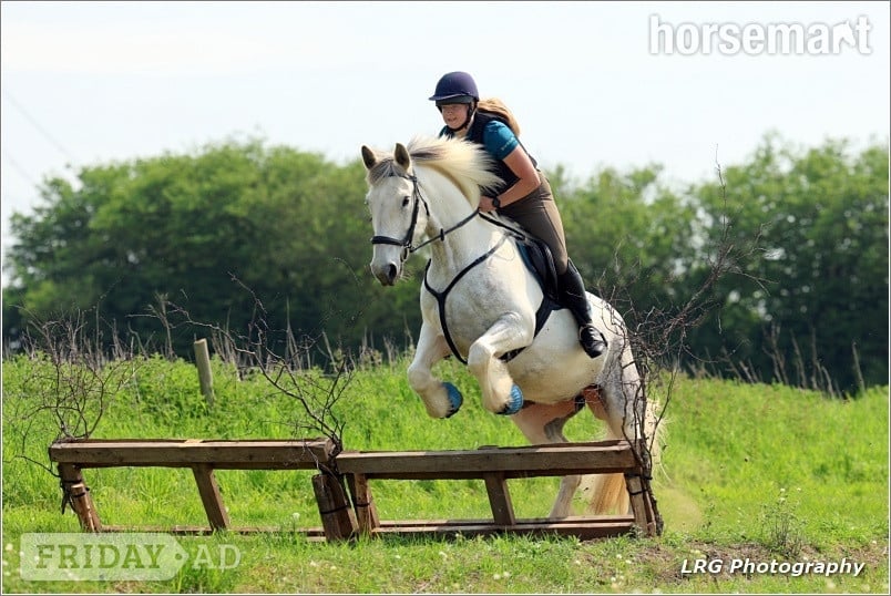 "Silver" Grey Mare Hunter - Horses