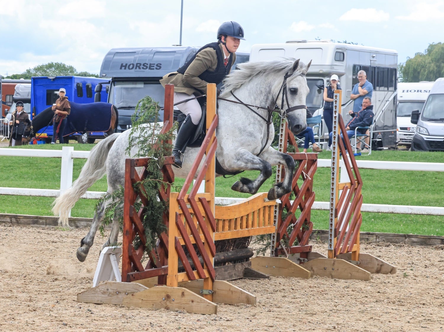 "Gneevebrack Sparrow" Grey Gelding Mountain & Moorland Pony
