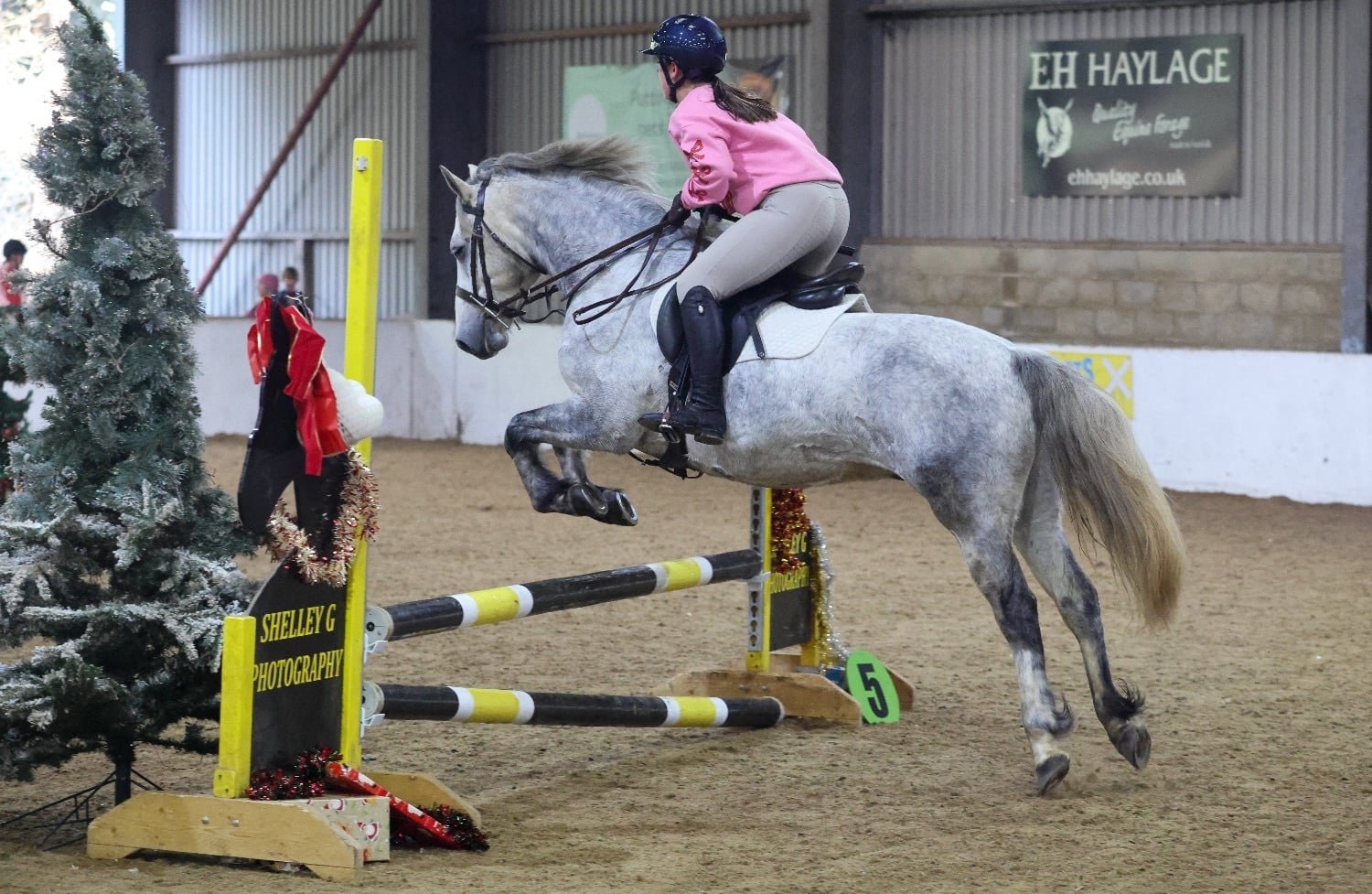 Spalding "Gneevebrack Sparrow" Grey Gelding Mountain & Moorland Pony
