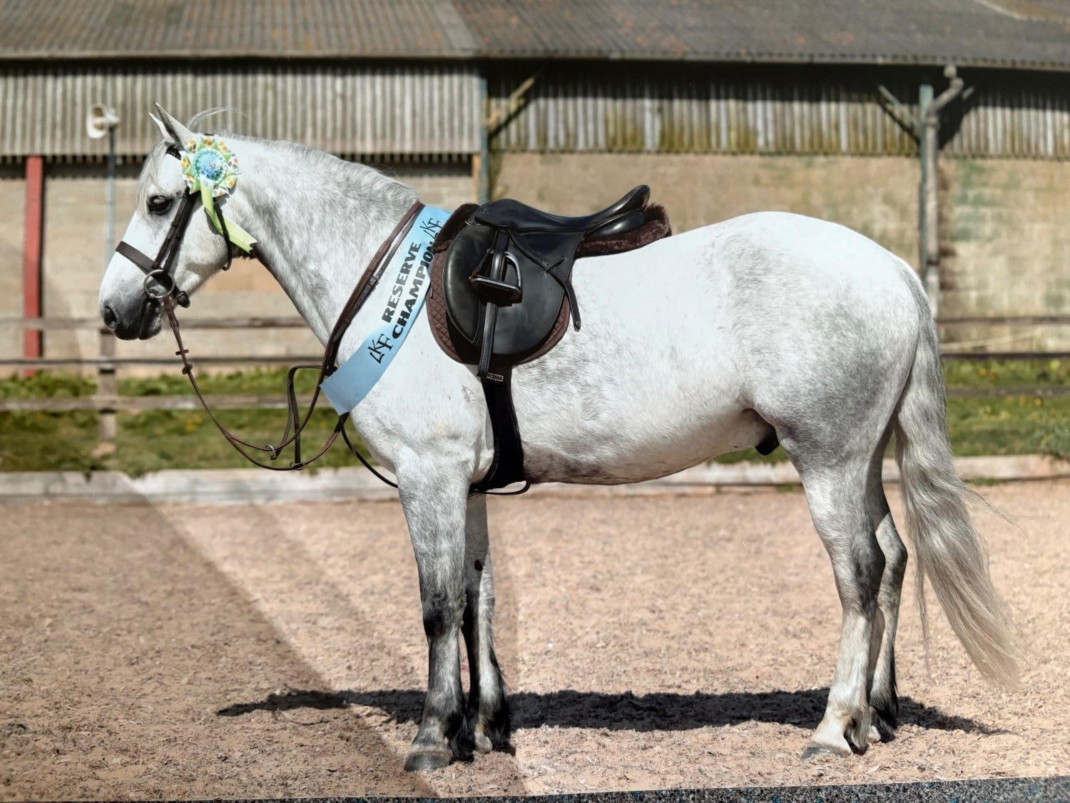 "Gneevebrack Sparrow" Grey Gelding Mountain & Moorland Pony - Horses in Spalding