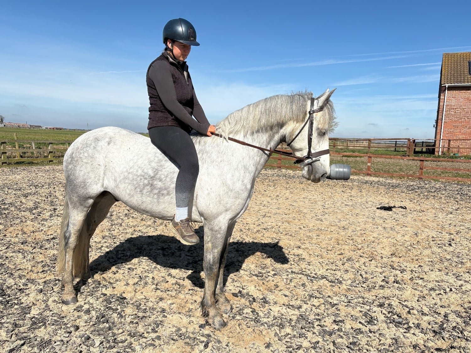"Gneevebrack Sparrow" Grey Gelding Mountain & Moorland Pony - Horses