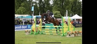 "Owen" Bay Gelding All Rounder