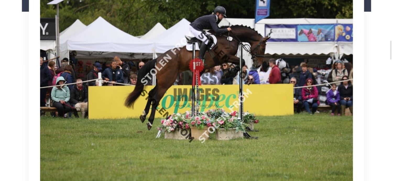 "Owen" Bay Gelding All Rounder