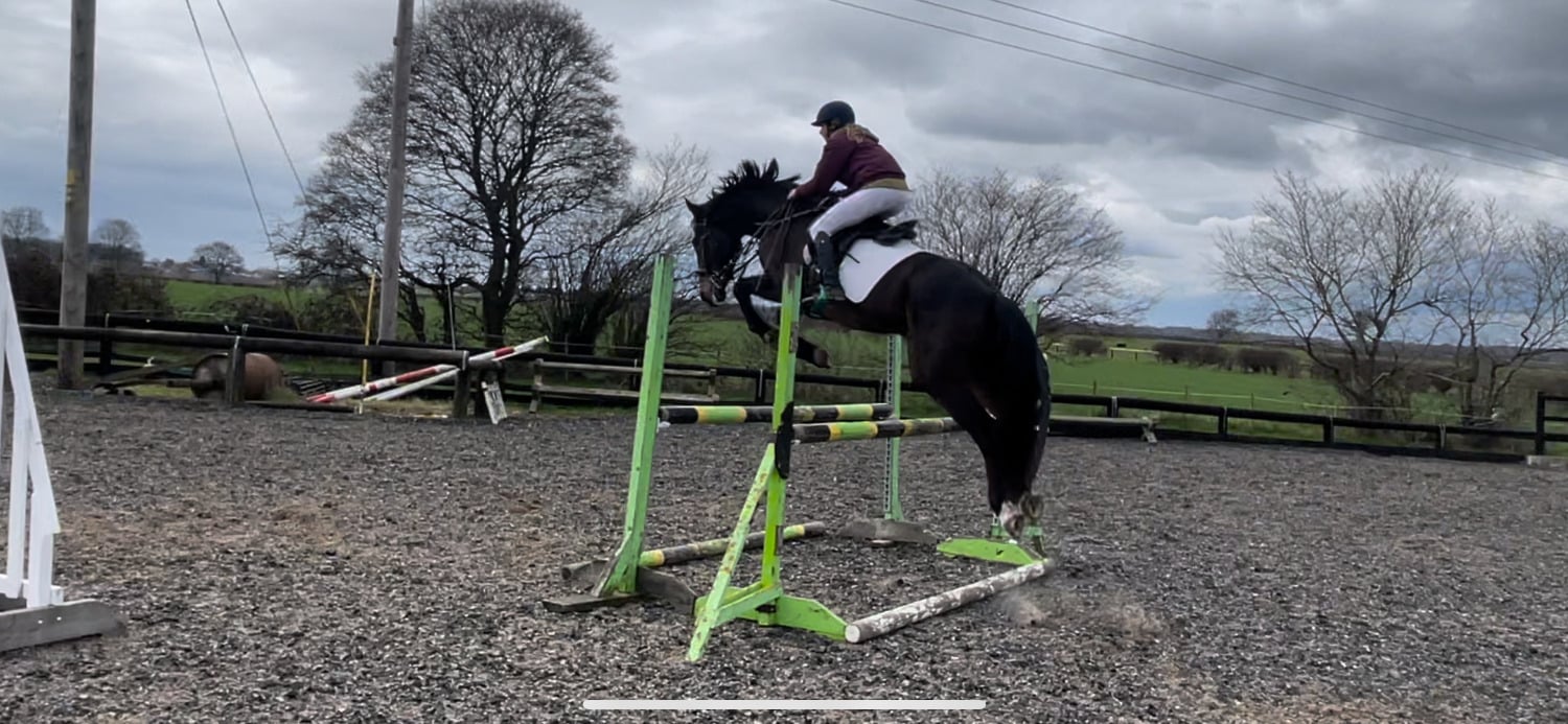 Pontefract "Owen" Bay Gelding All Rounder