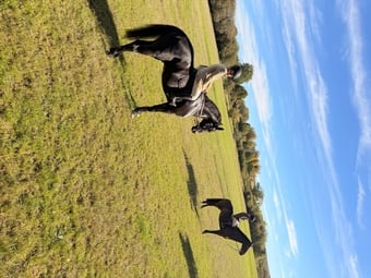 "Mangelis" Black Gelding All Rounder