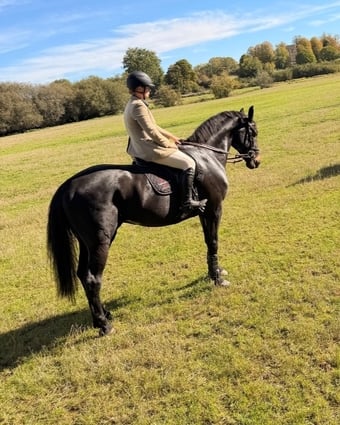 "Mangelis" Black Gelding All Rounder