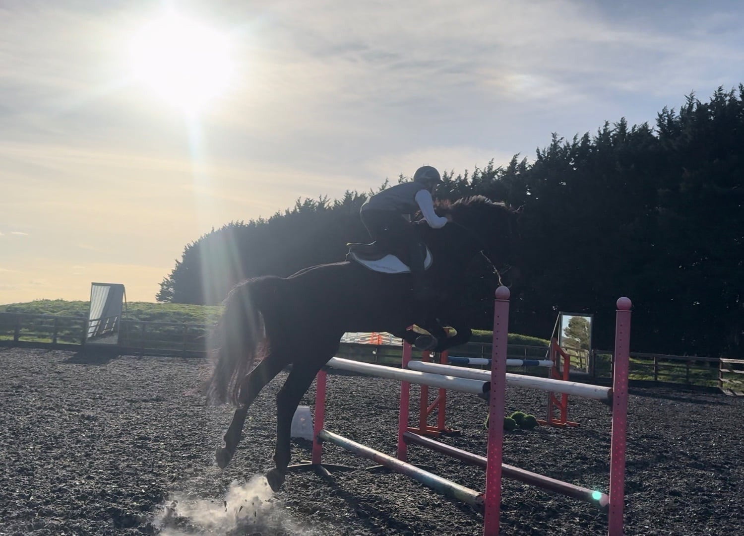 "Mangelis" Black Gelding All Rounder