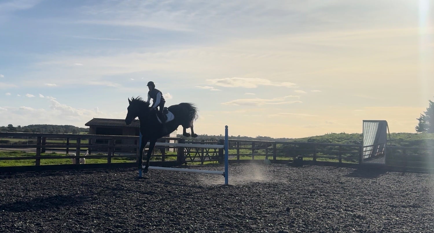 Towcester "Mangelis" Black Gelding All Rounder