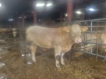 Pedigree Charlolais Bull 15 month old