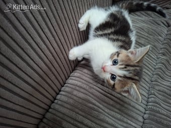 5 beautiful kittens 