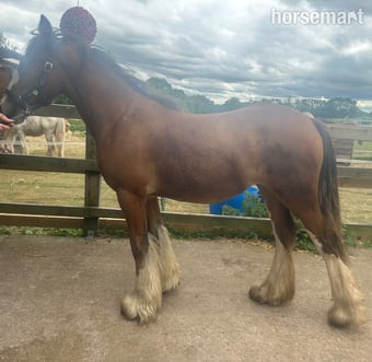 "Princess " Bay Filly Youngstock / Foal