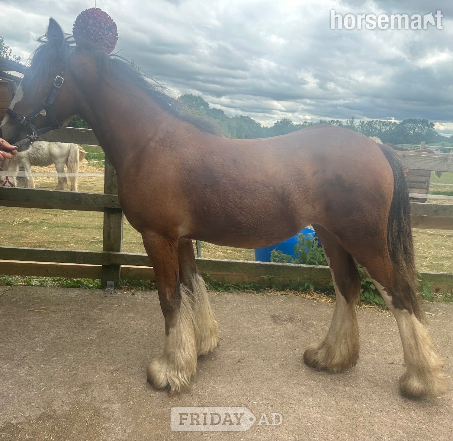 "Princess " Bay Filly Youngstock / Foal in Wolverhampton